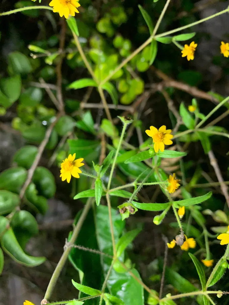 Melampodium Gracile