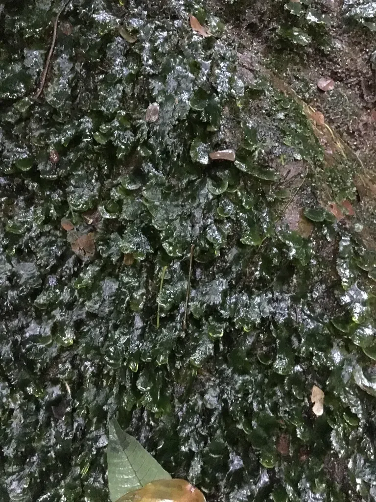 Trichomanes Membranaceum