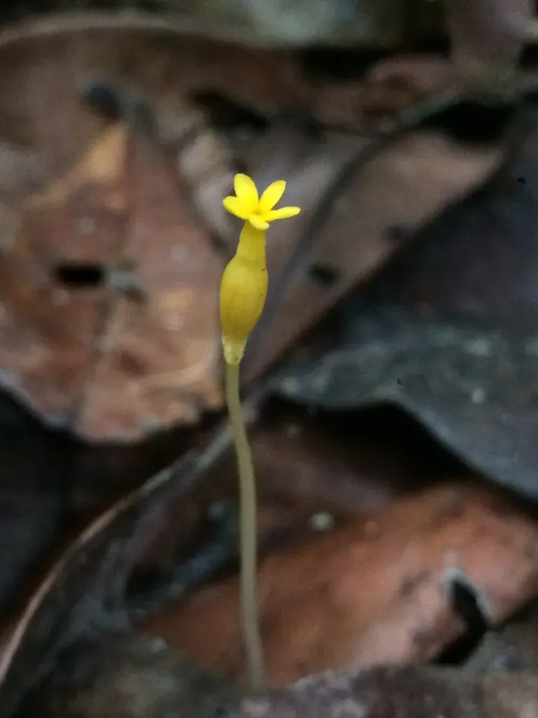 Puerto Rico Ghostplant