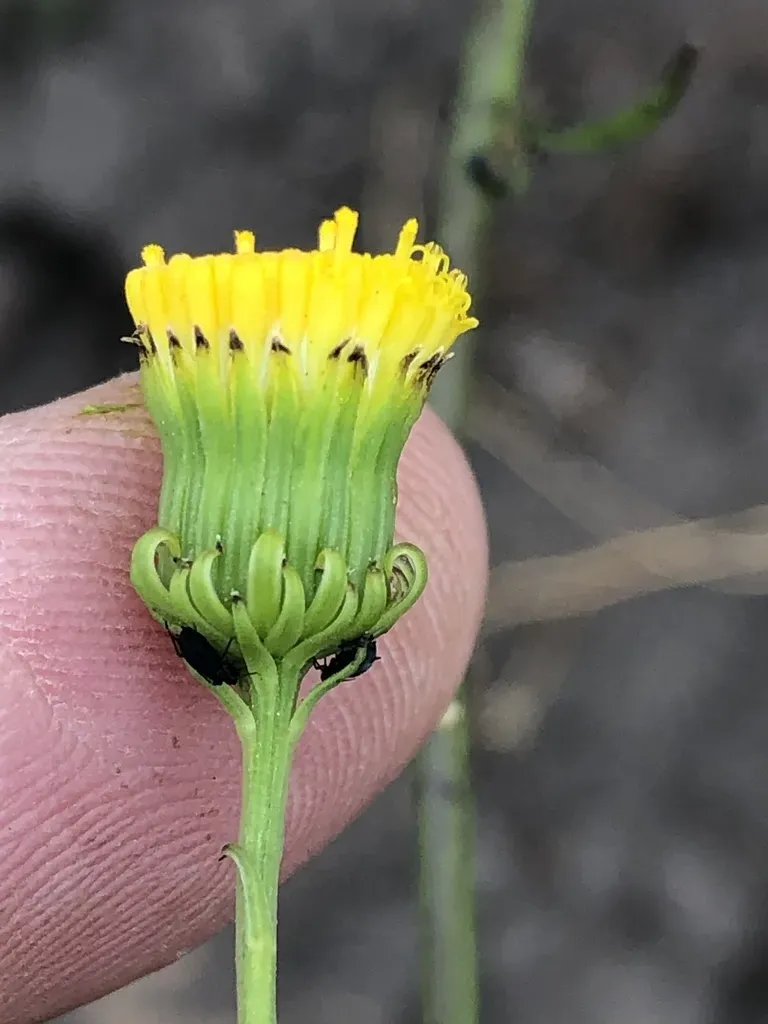 Bitter Ragwort