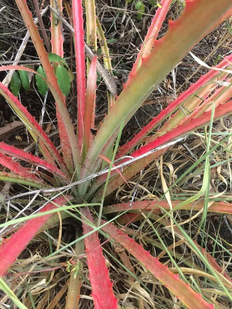 Bromelia Grandiflora