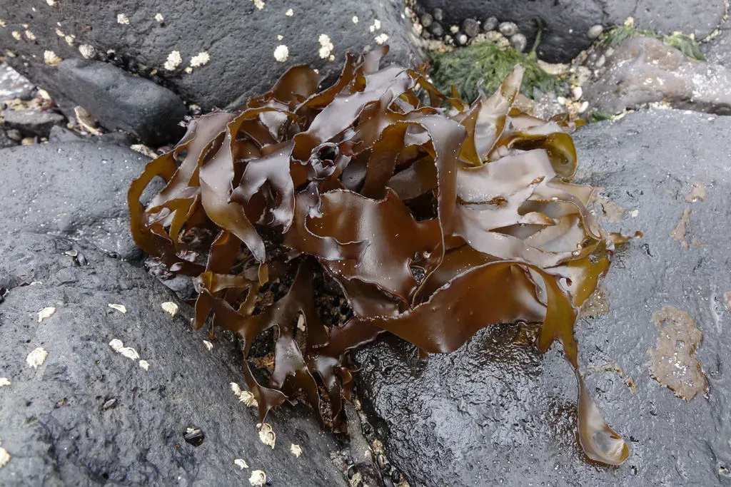 Pachymenia Dichotoma