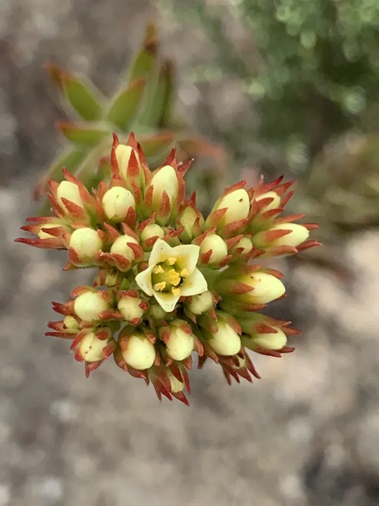Crassula Flava