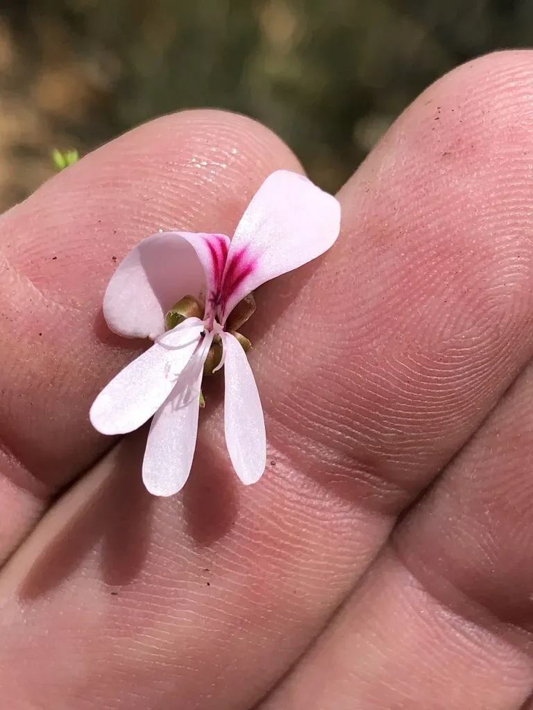Threes Storksbill