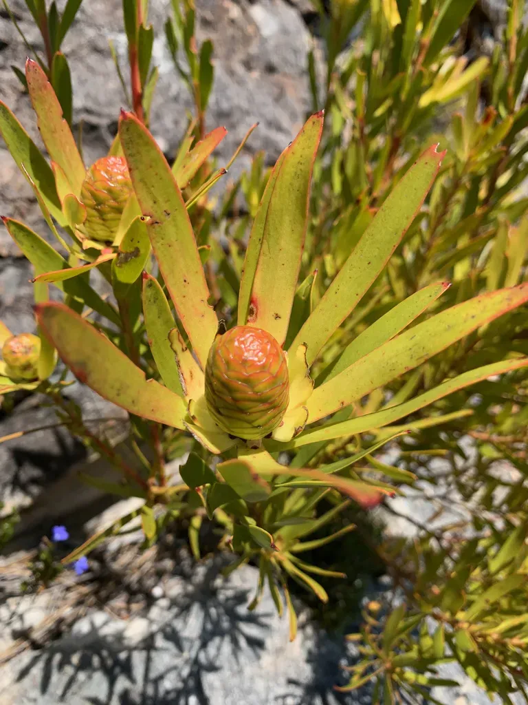 Golden Sickle Hybrid