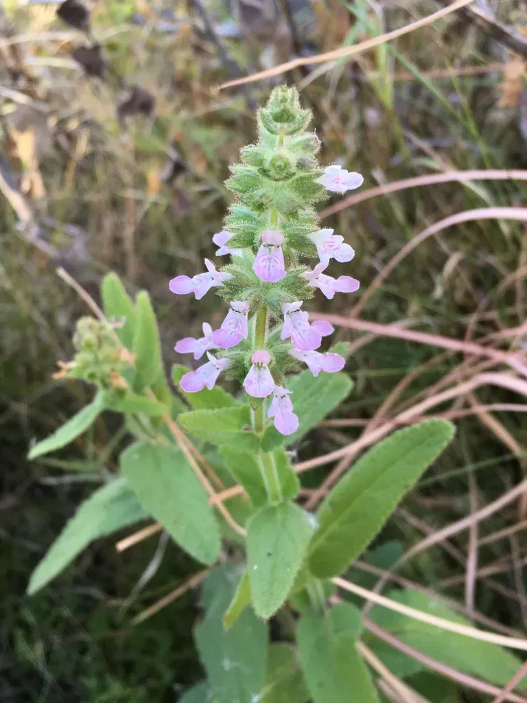 Sonoma Hedgenettle