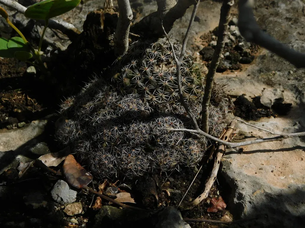 Mammillaria Gaumeri