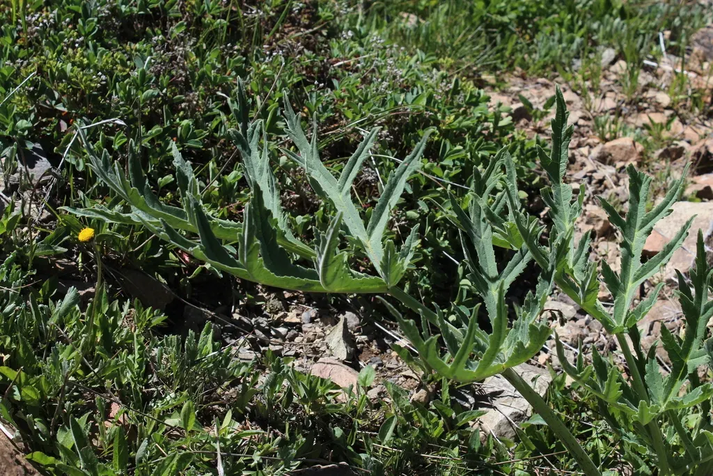 Heracleum Freynianum