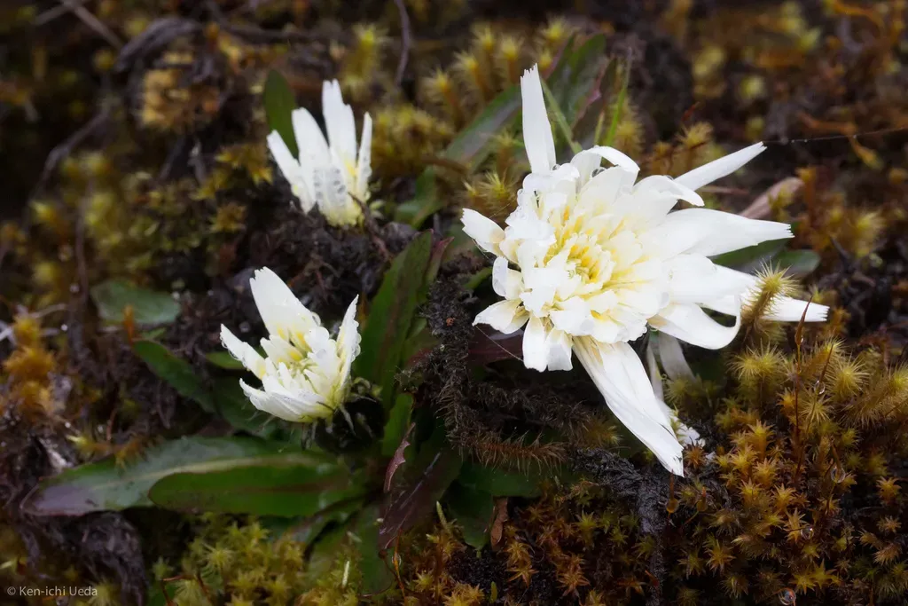 Sessile-flowered Cat's-ear