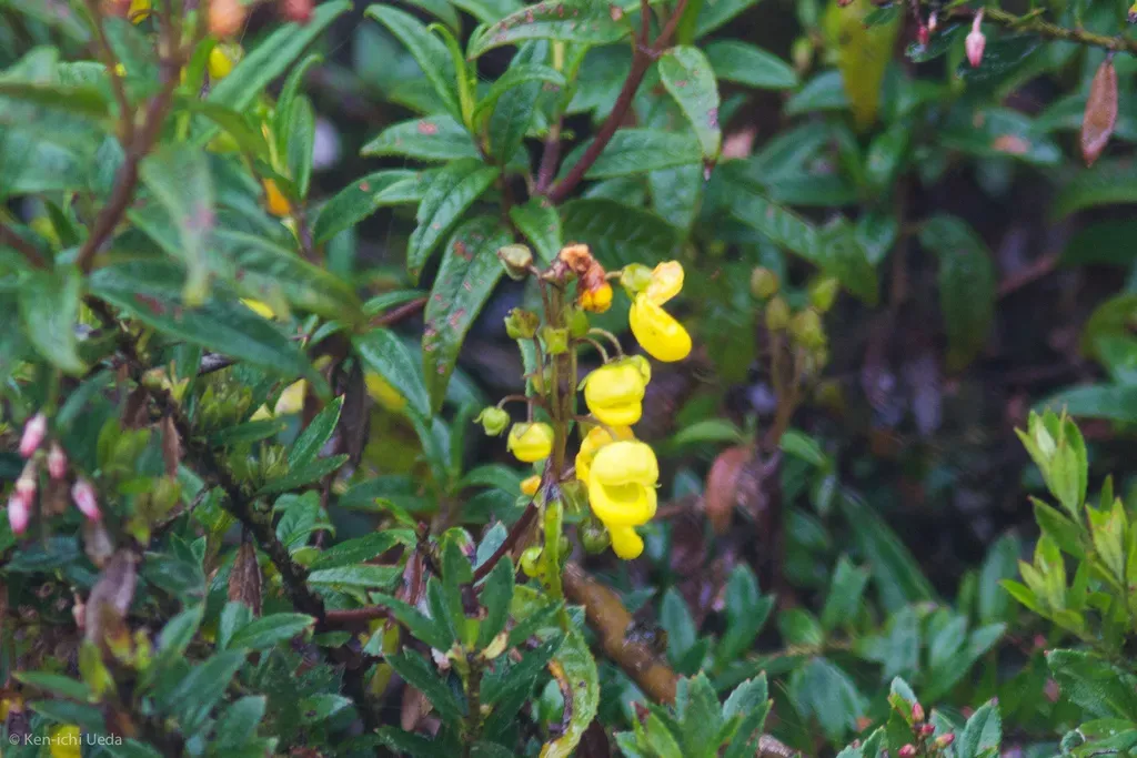 Calceolaria Microbefaria