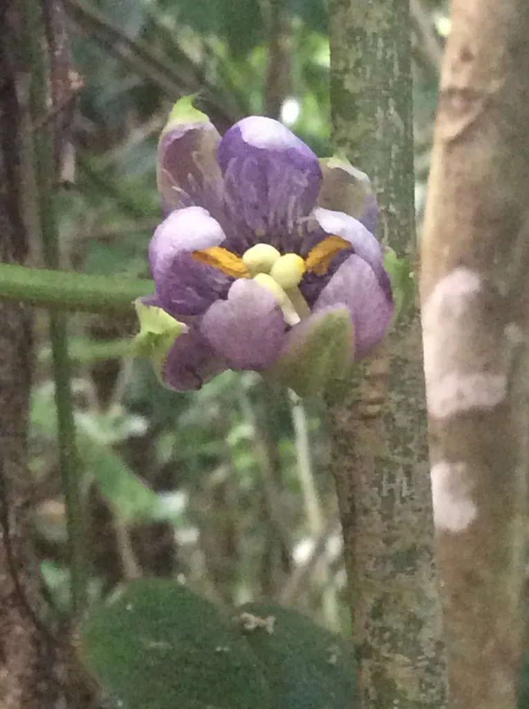 Passiflora Menispermifolia