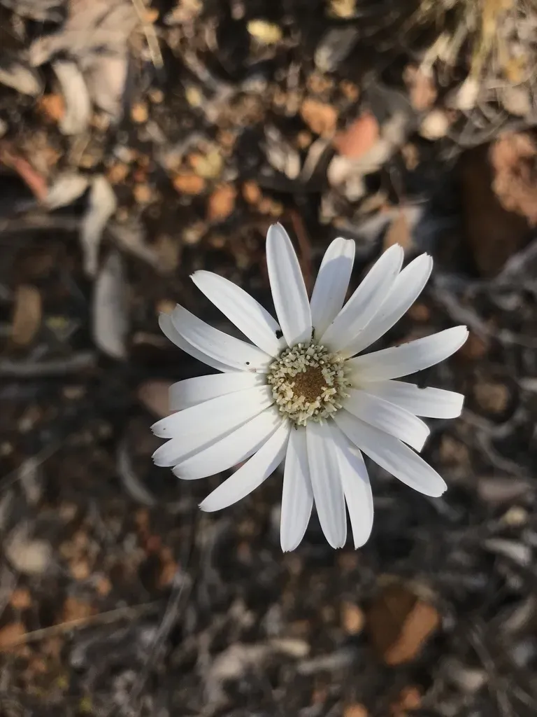 Native Gerbera
