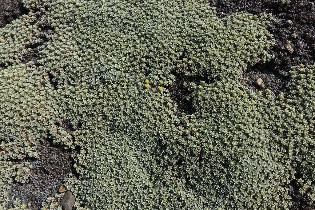 Scabweed
