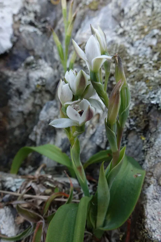 White Sun Orchid