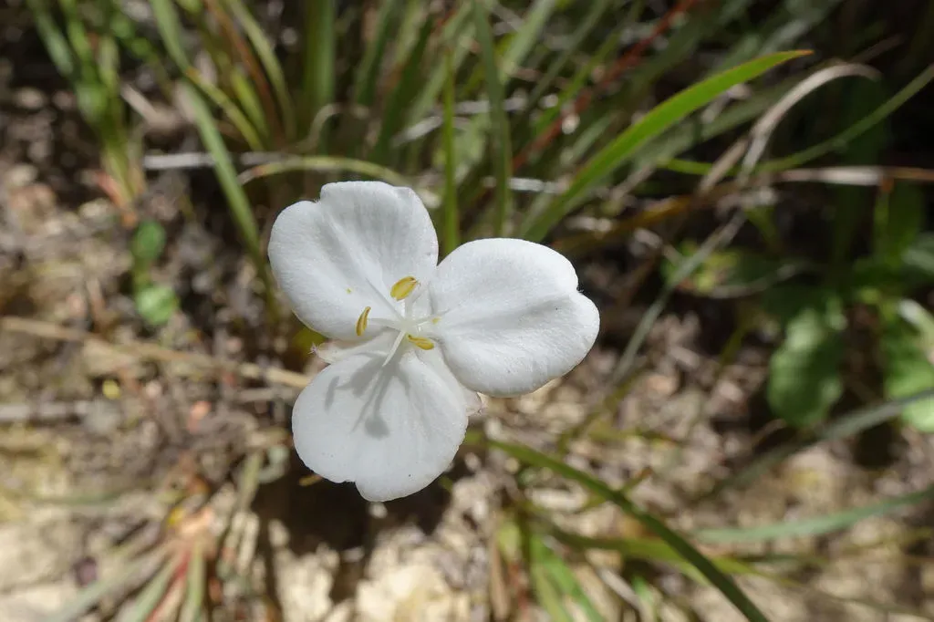 Libertia Edgariae