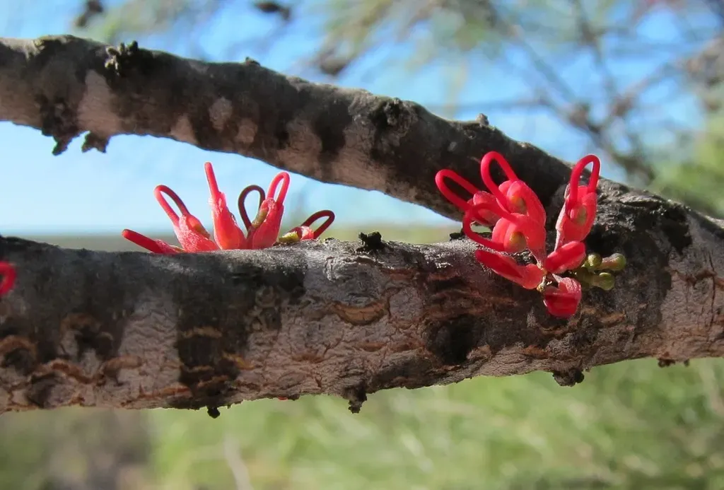 Hakea Orthorrhyncha