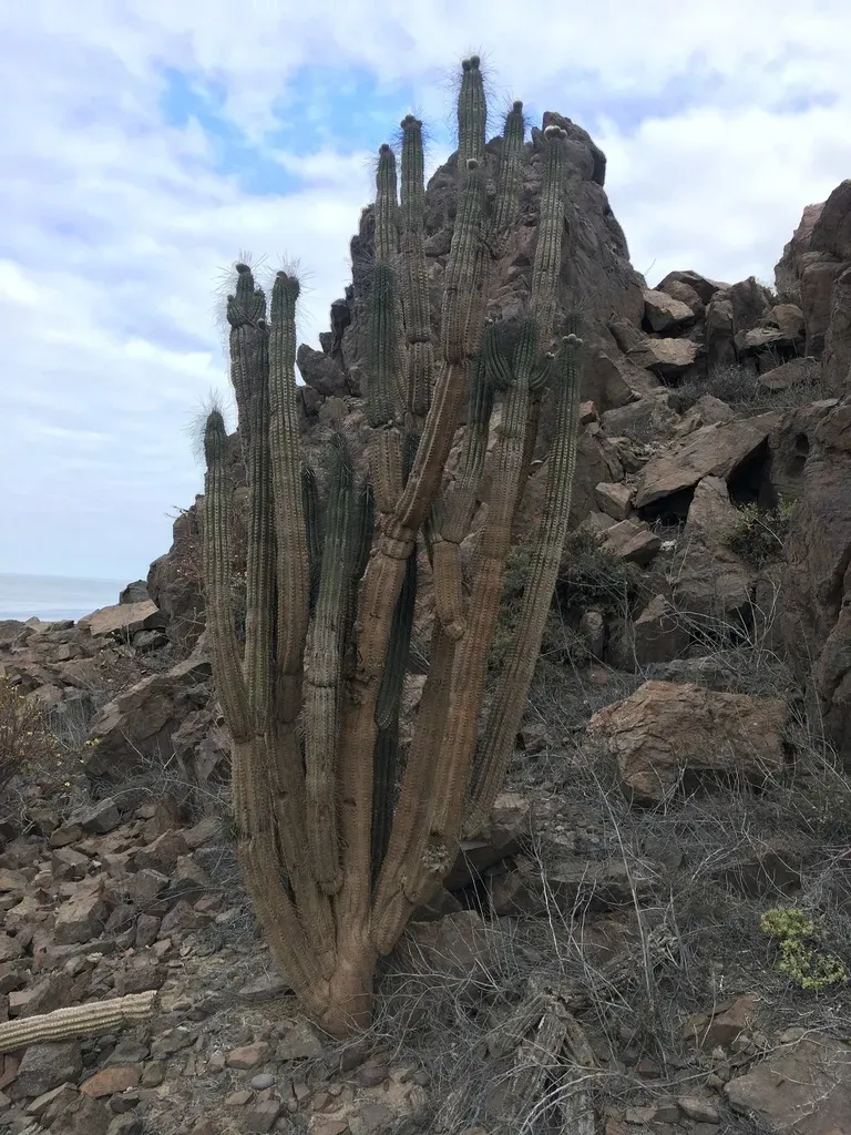 Eulychnia Taltalensis