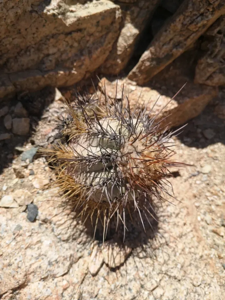 Copiapoa Atacamensis