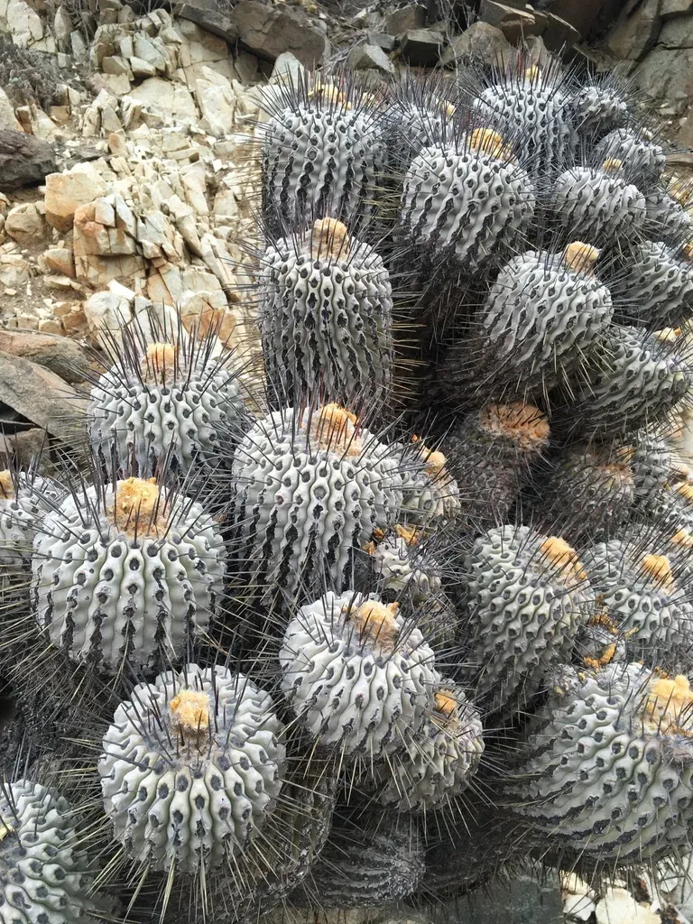Copiapoa Dealbata