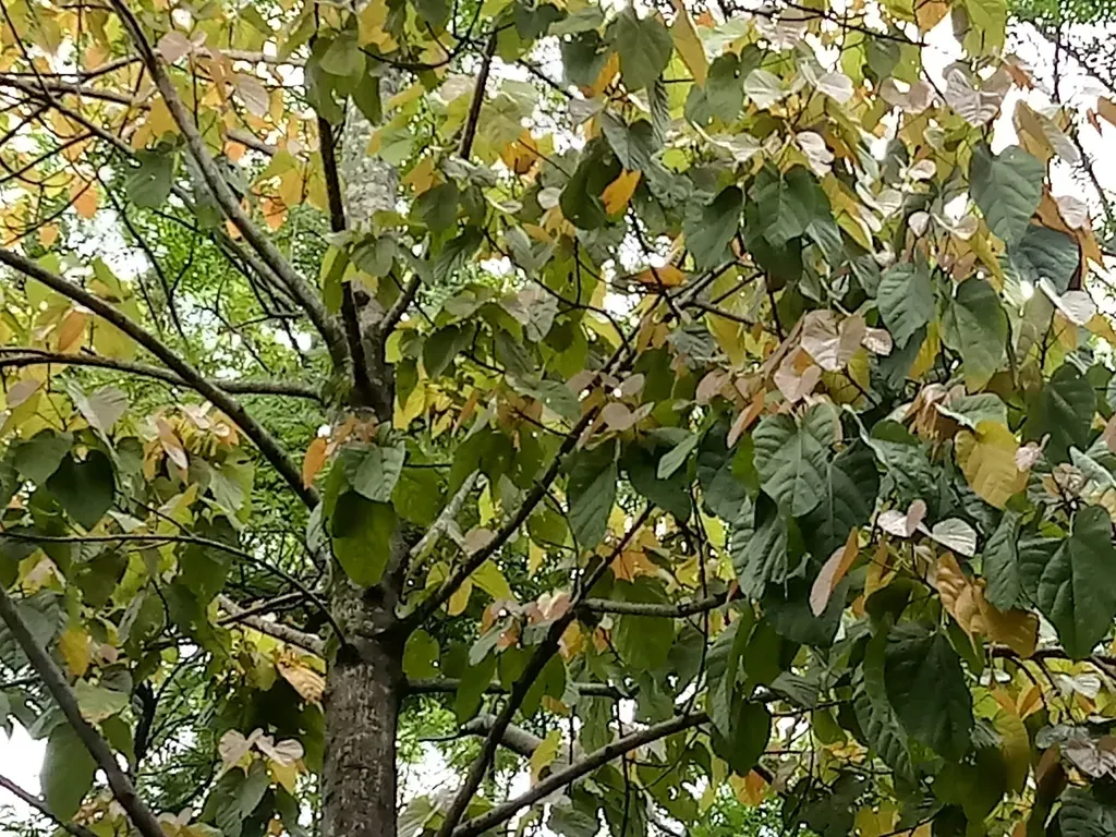 Pterygota Brasiliensis