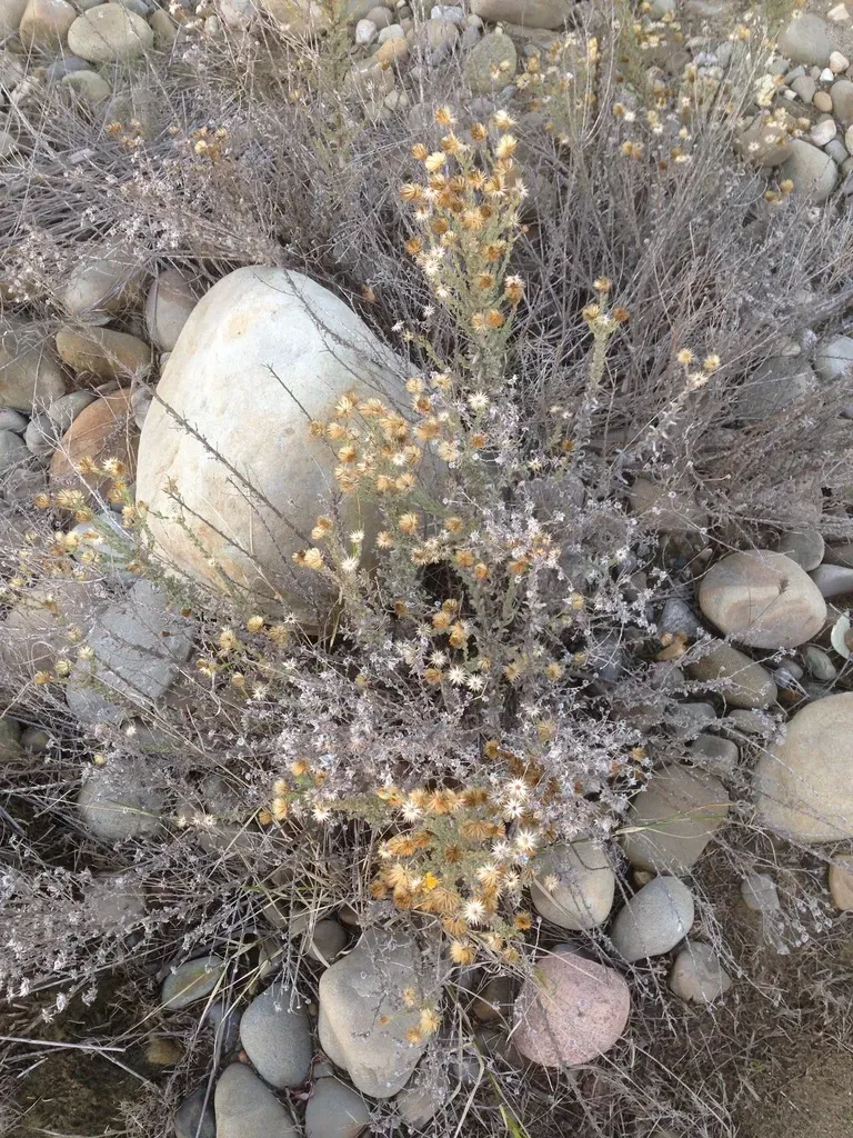 Heterotheca Fastigiata