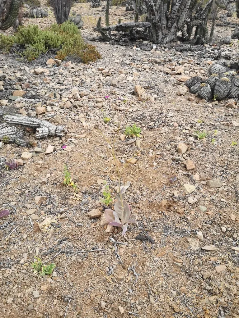 Cistanthe Cachinalensis