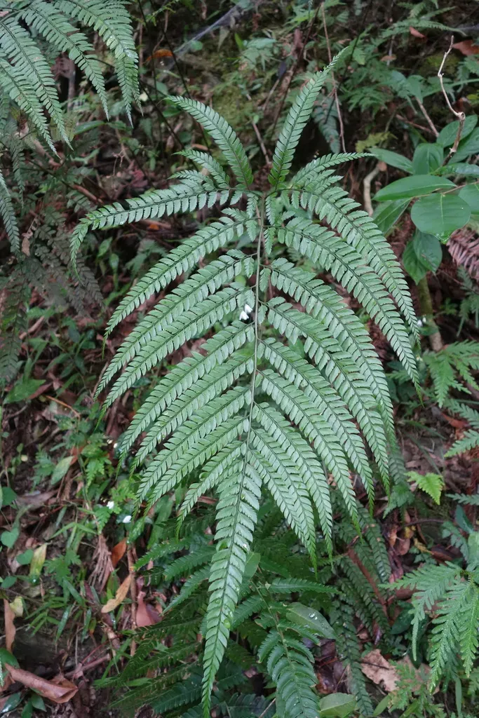Prickly Shield Fern