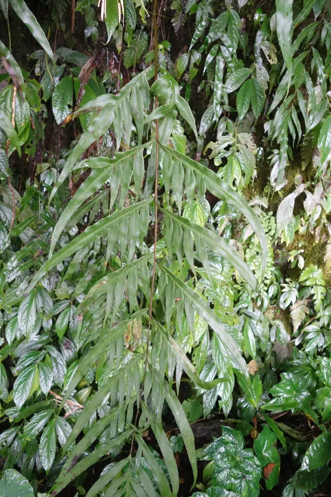 Pteris Formosana