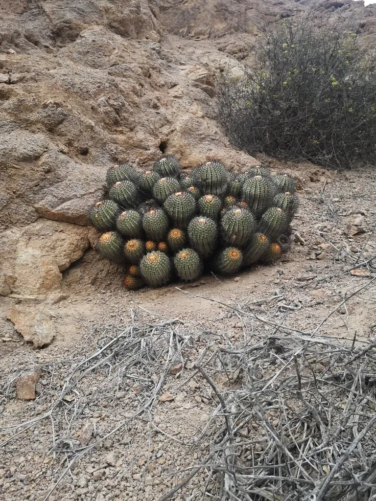 Copiapoa Longistaminea