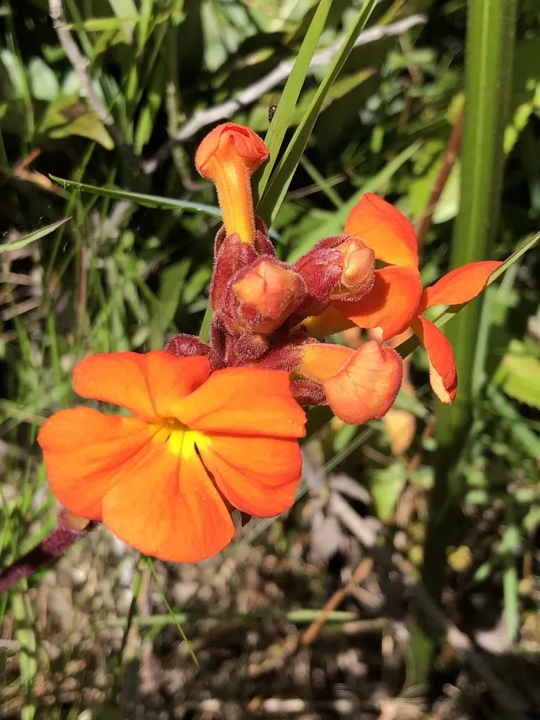 Red Inkflower