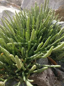 Beaded Samphire