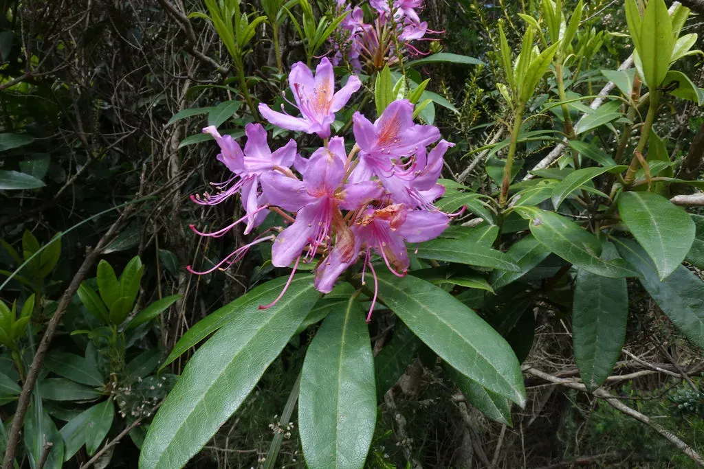 Common Rhododendron