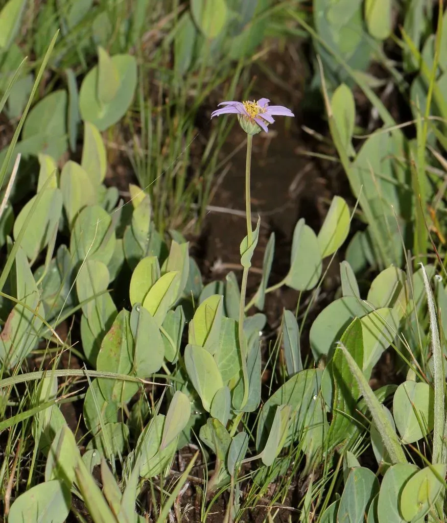 Grey-leaf Aster