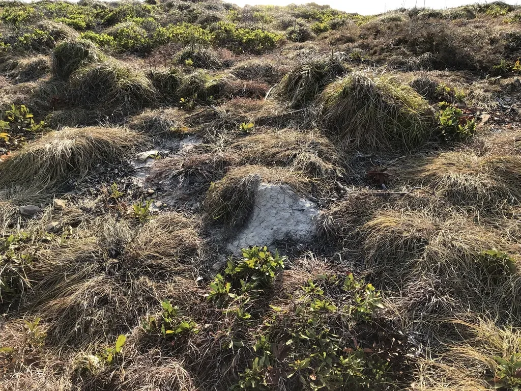 Xanthorrhoea Pumilio