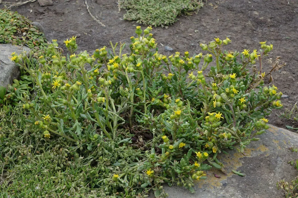 Senecio Carnosulus