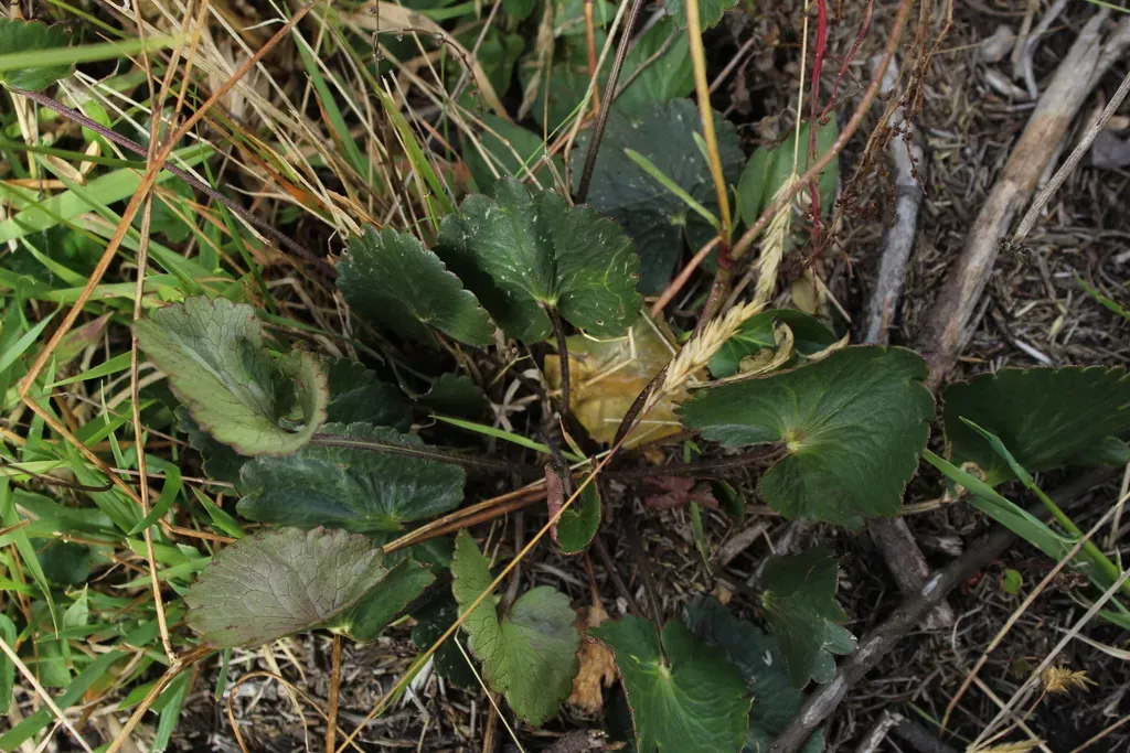 Ranunculus Peruvianus