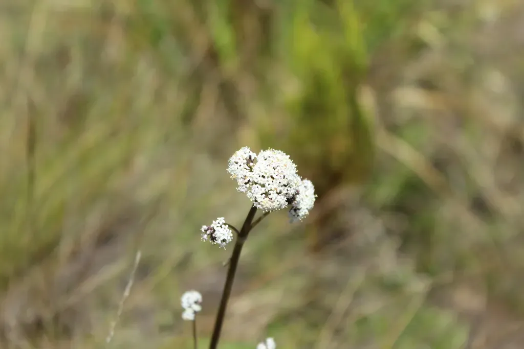 Valeriana Pilosa