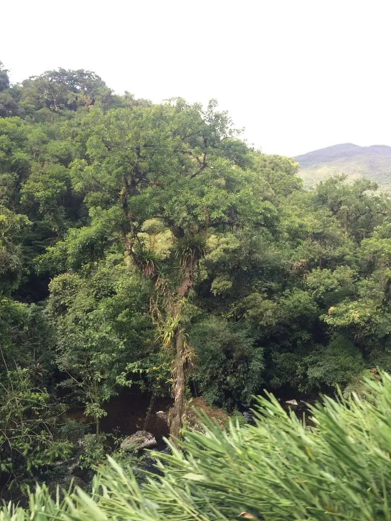 Vriesea Altodaserrae