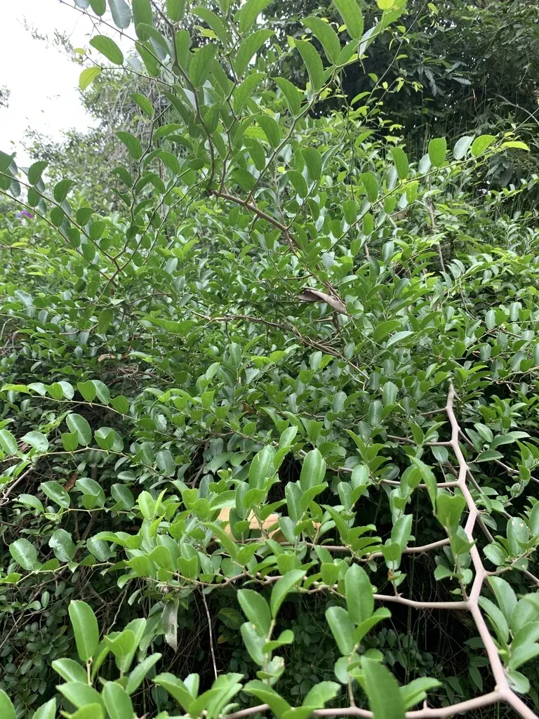 Spiny Hackberry