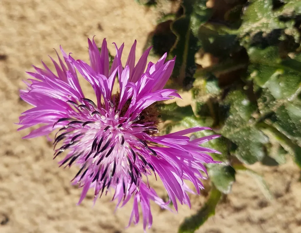Spiny Knapweed