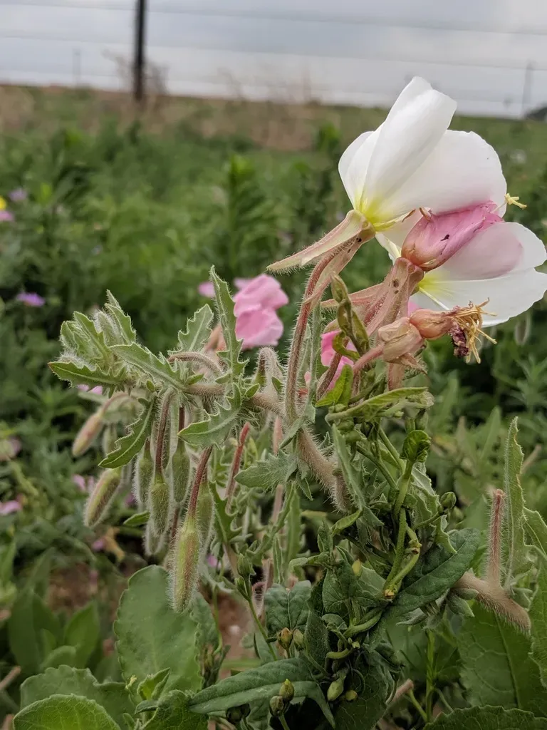 Engelmann's Evening Primrose