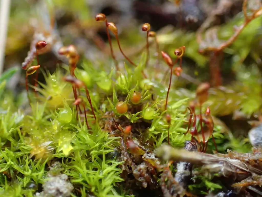 Short-leaved Pocket-moss