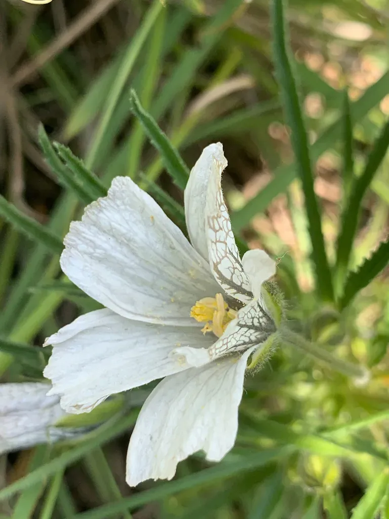 Tattooed Dysentry-herb