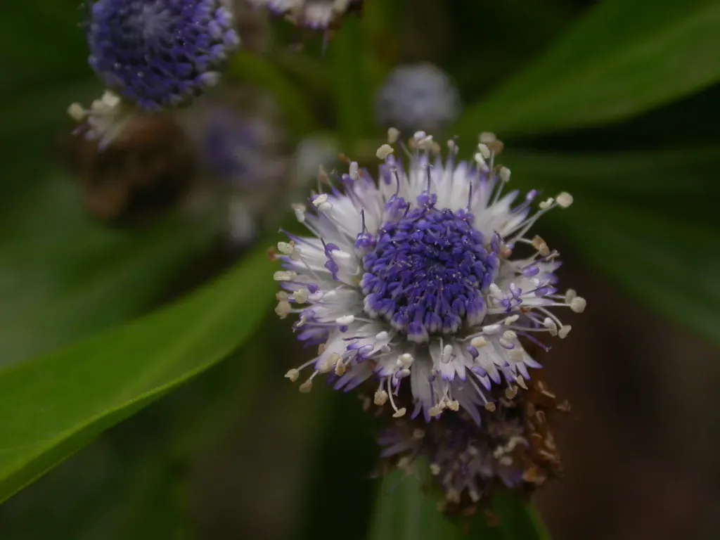 Globularia Amygdalifolia