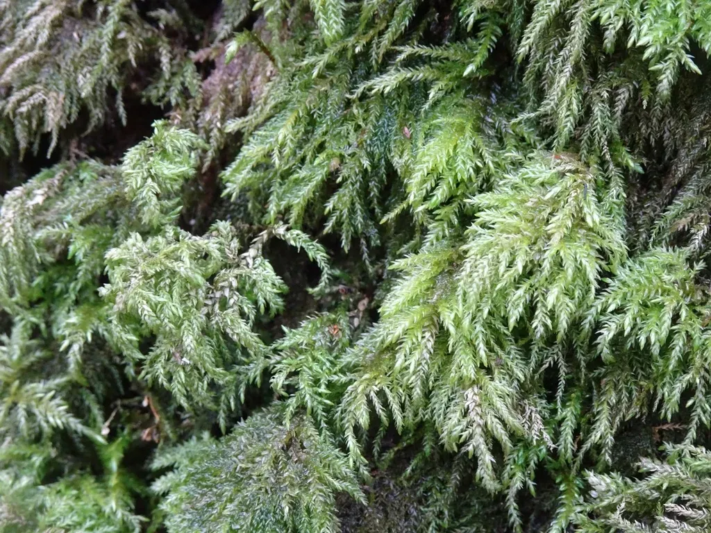 Fox-tail Feather-moss