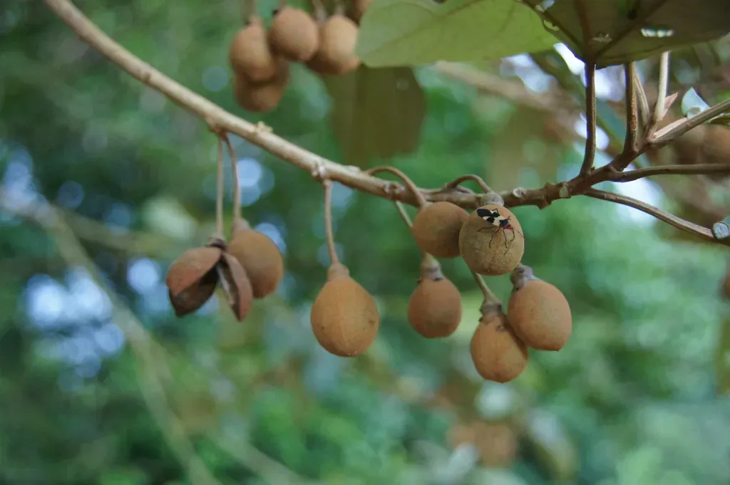 Hampea Appendiculata