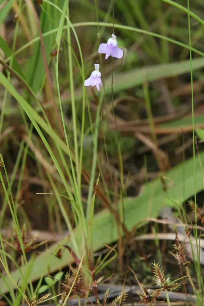 Utricularia Geoffrayi
