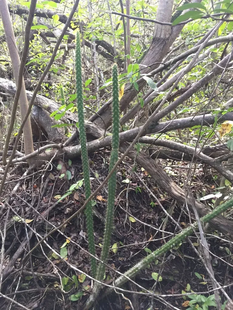 Fragrant Prickly-apple