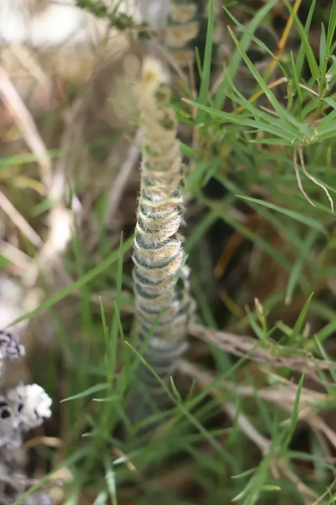 Pleopeltis Lepidopteris