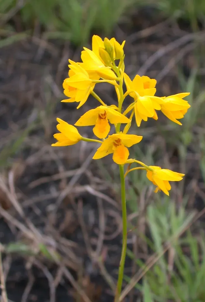 Toothtongue Harlequin
